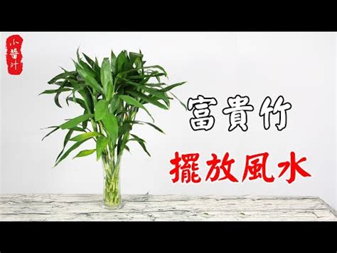 竹子風水|開運富貴竹風水指南：如何選擇數量？避免這6個禁忌，提升家庭。